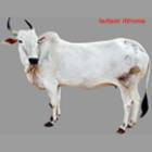 Amritmahal Female