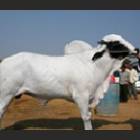 Deoni