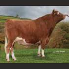 Guernsey