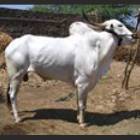 Khillari