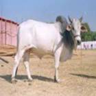 Malwi