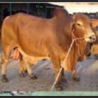 Sahiwal
