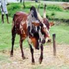 Bargar Male
