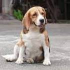 Beagle Female