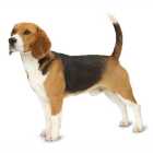 Beagle Male