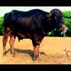 Bhadawari