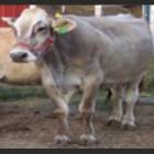 Brown Swiss Female