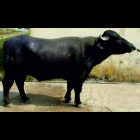 Surti