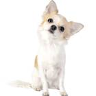 Chihuahua Female