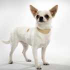 Chihuahua Male