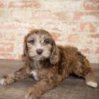 Cockapoo Female