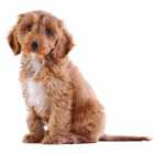 Cockapoo Male