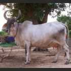 Conkrej Female