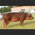 Duroc
