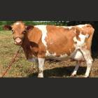 Guernsey Female