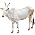 Hallikar Female