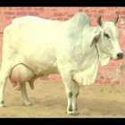 Haryana Desi Female