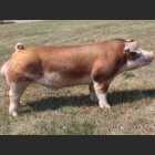 Hereford
