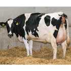 HF (Holstein Fresian) Female