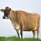 Jersey Cross Female
