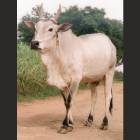 Kangayam Female