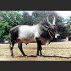 Kangayam Male