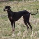 Kanni Female