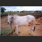 Krishna Valley Female