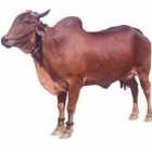 Lal Kandhari Female