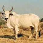 Malwi Female