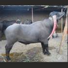 Marathwadi