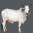 Nagori Female