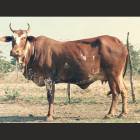 Nimadi Female