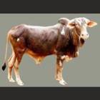 Nimadi Male