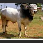 Ongale Male