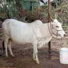 Palikulam Female