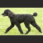 Poodle Female