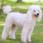 Poodle Male