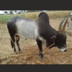 Palikulam Male