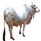 Punganur Male