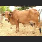 Rathi Female