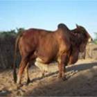 Rathi Male