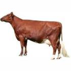 Red Dane Female