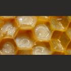 Royal Jelly