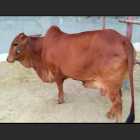 Sahiwal Female