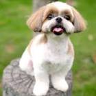 Shipoo Female