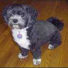 Shipoo Male