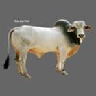 Tharparkar Male