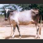 Umbla Cheri Female