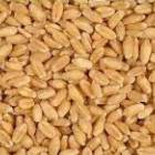 Wheat